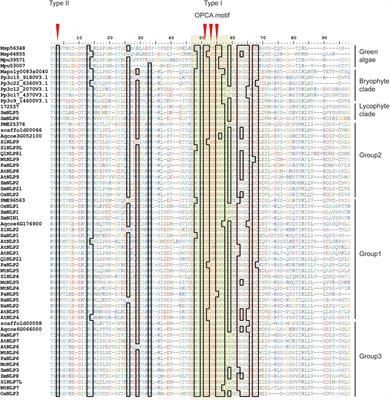 Phylogenetic and Structural Analysis of NIN-Like Proteins With a Type I/II PB1 Domain That Regulates Oligomerization for Nitrate Response